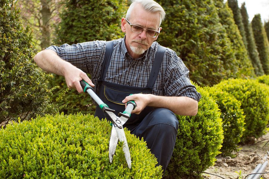 A man is cutting a bush with a pair of scissors