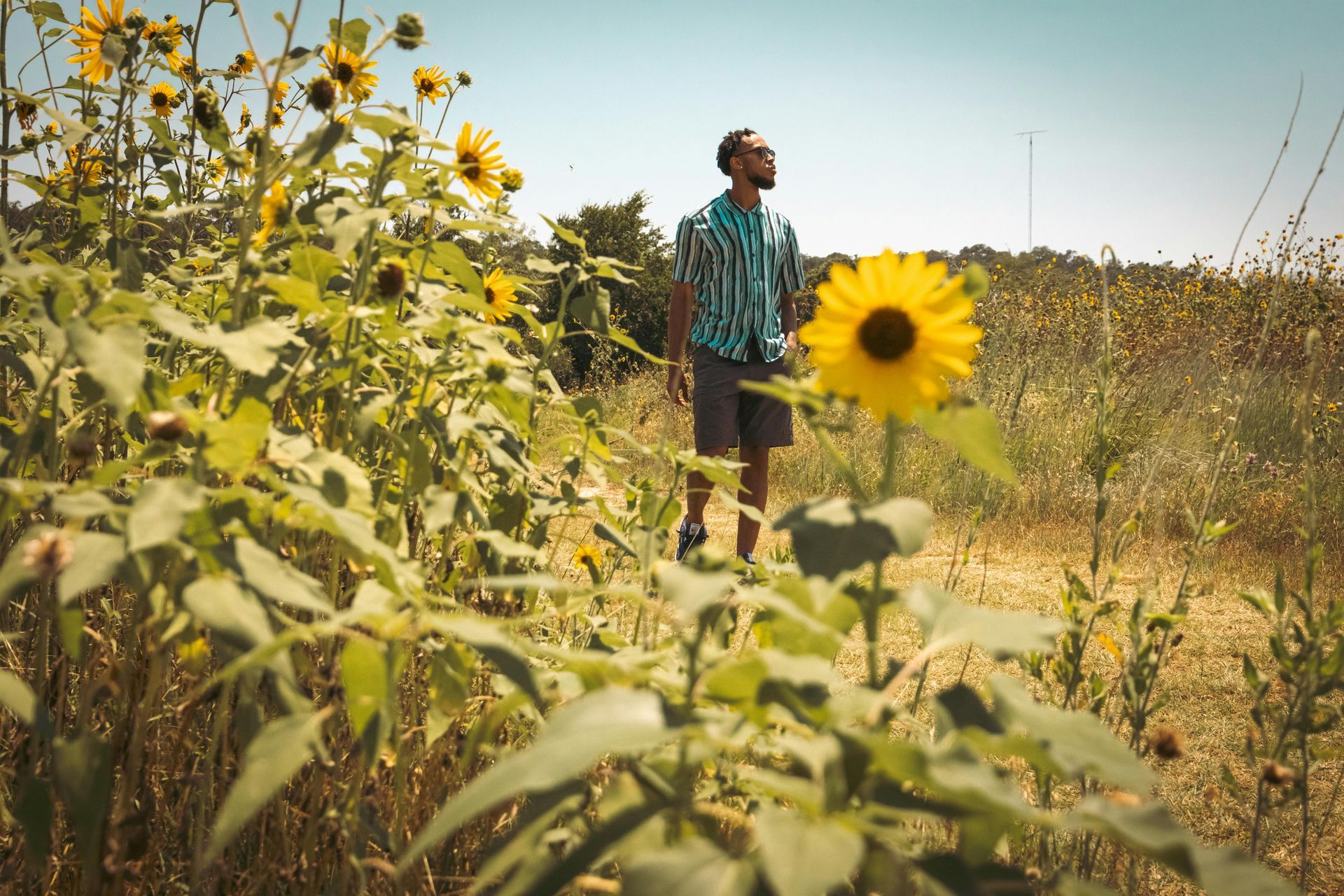 Person standing in a sunflower field under bright sunlight, with yellow blooms in the foreground.
