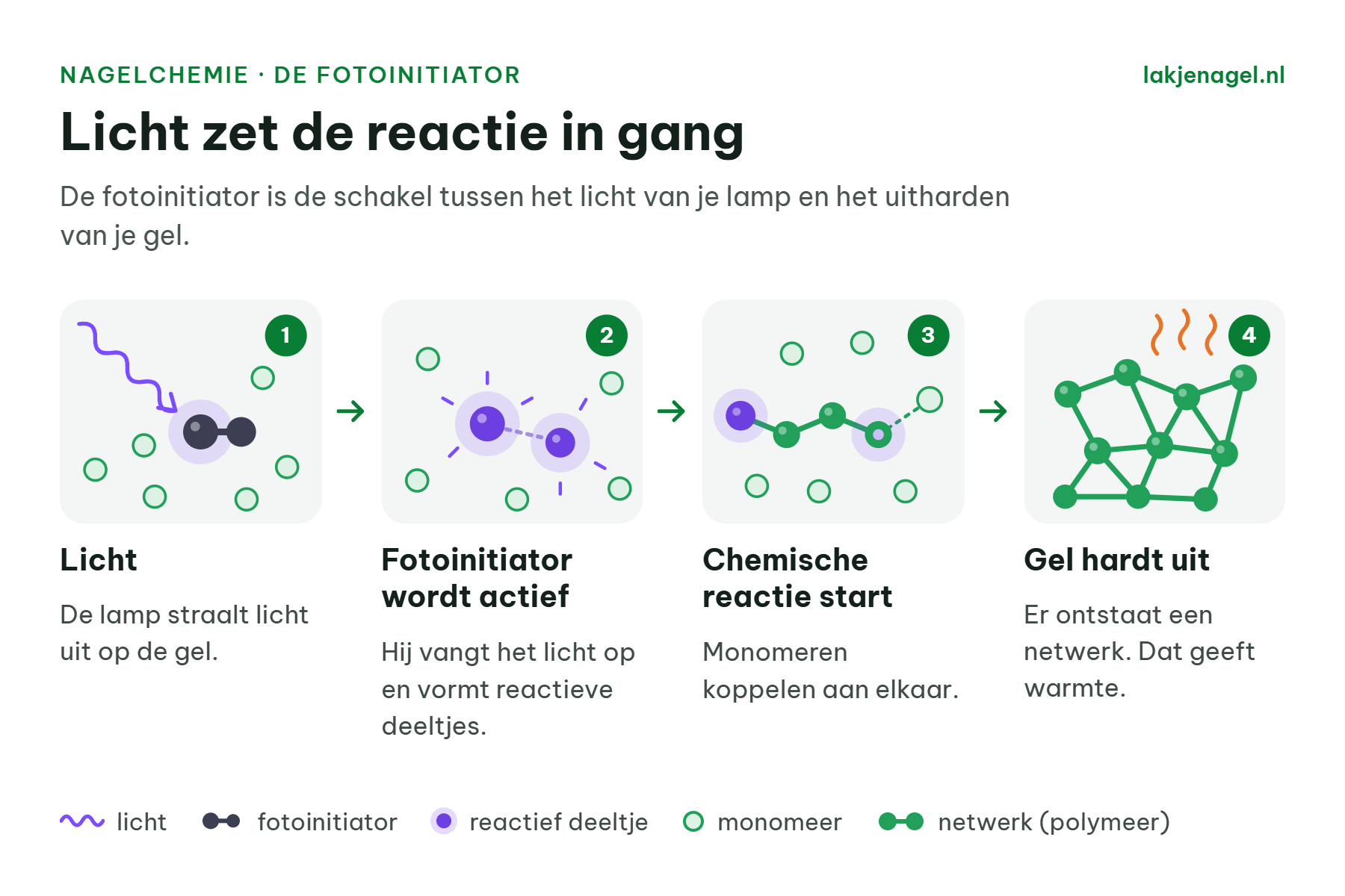 Infographic showing protein synthesis stages with molecules and arrows: light, protein factor, chemical reaction, and gene start/up.
