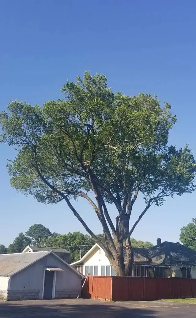 A tall tree with green leaves stands behind buildings under a clear blue sky.