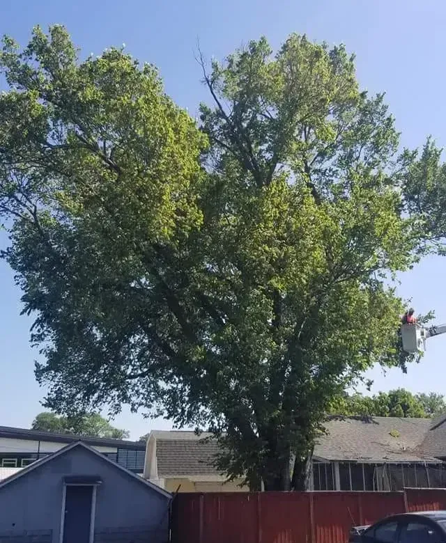 A large leafy tree with a fire truck bucket in the background, near a red fence and small buildings.