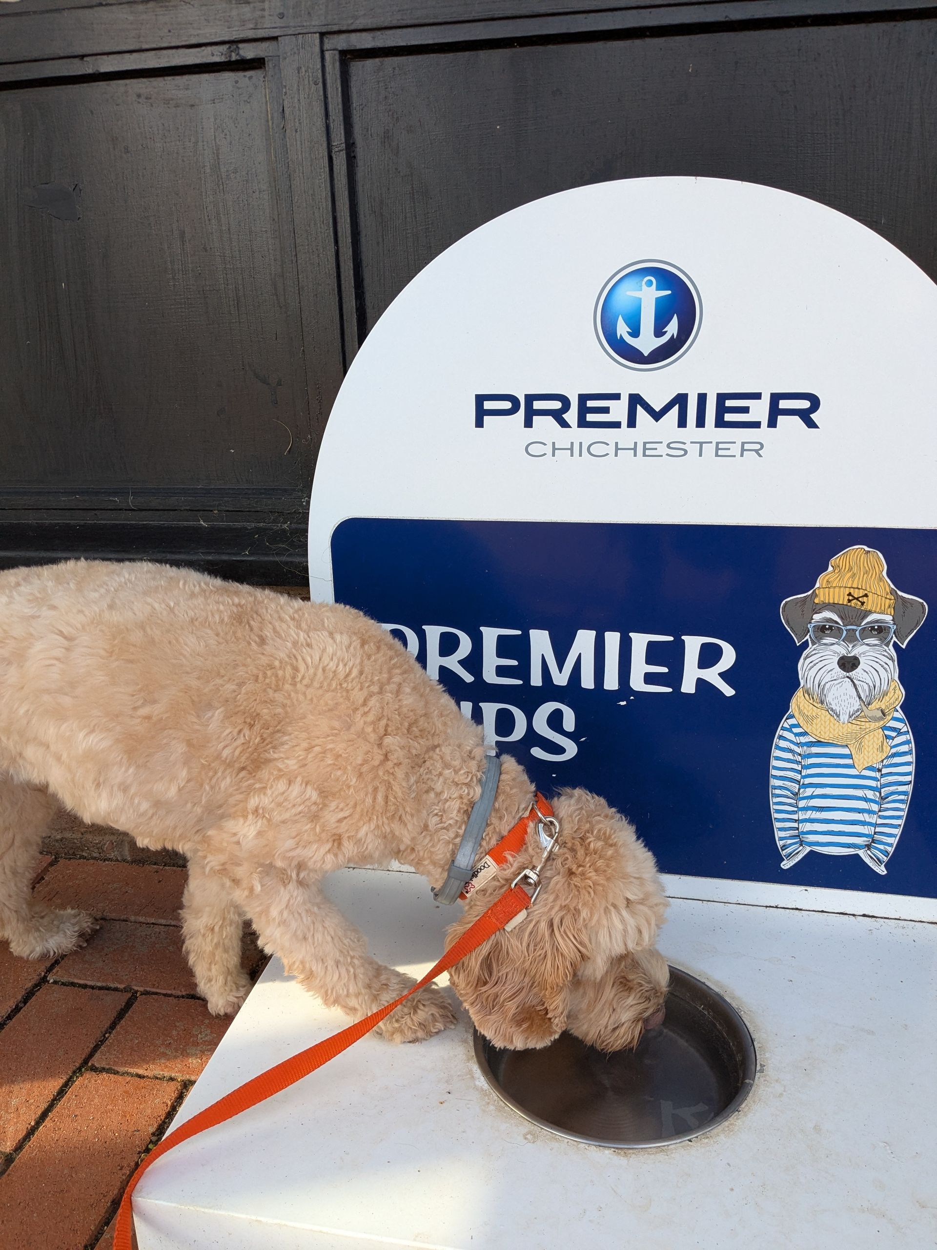 Thirsty dog enjoying water bowl at Chichester Marina lock