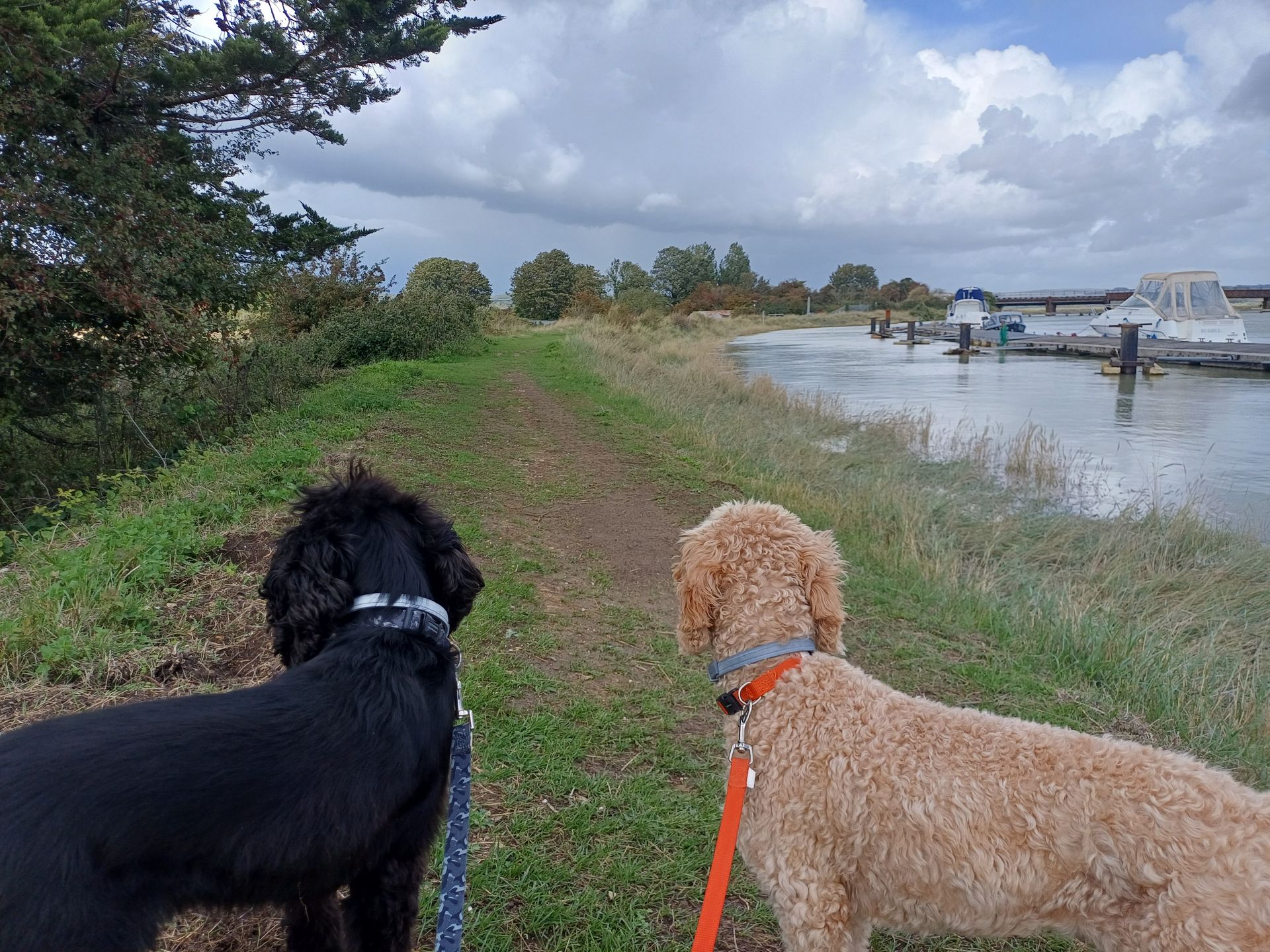 Dog friendly campsite Ship & Anchor Marina next to River Arun