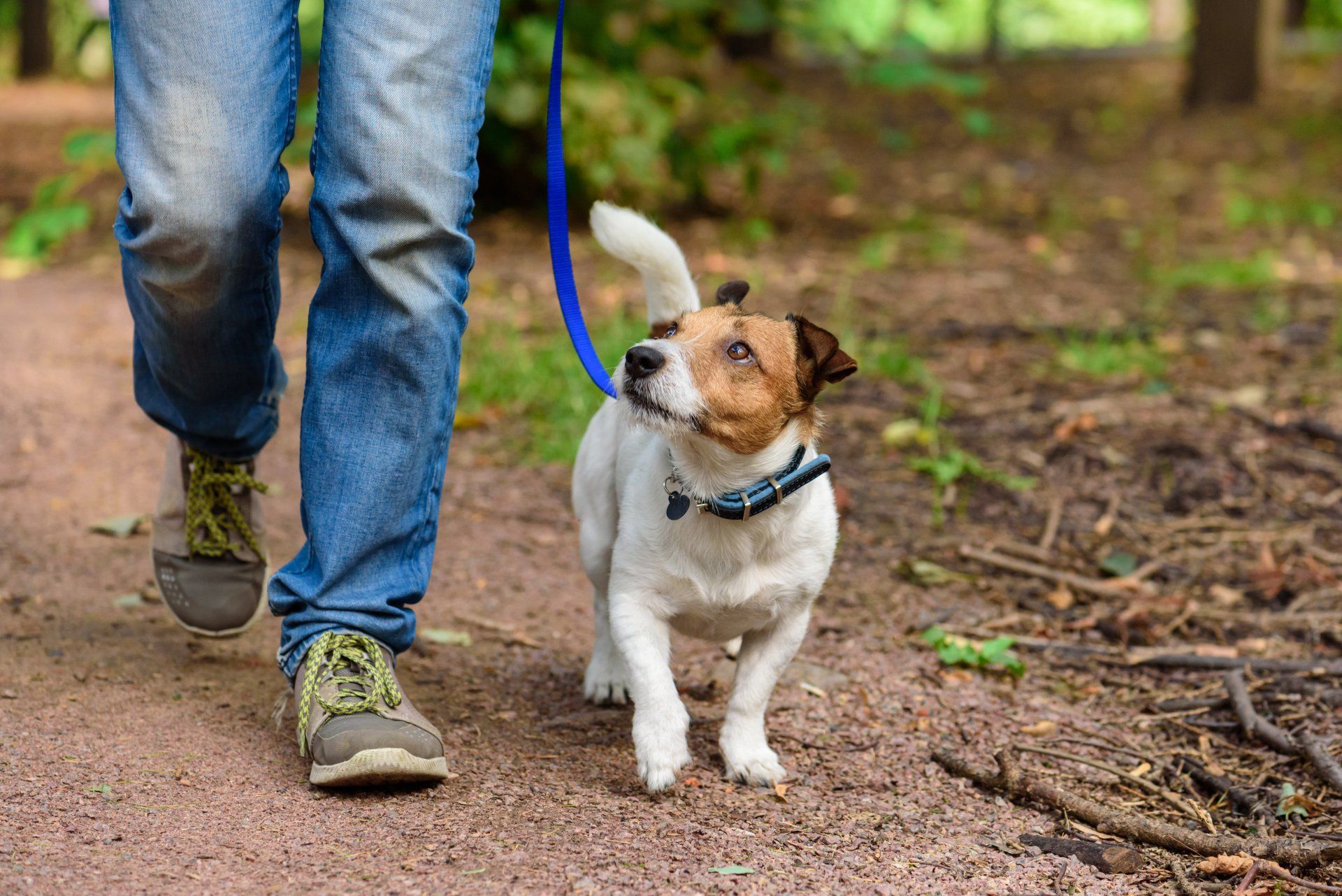 dog training tips and advice