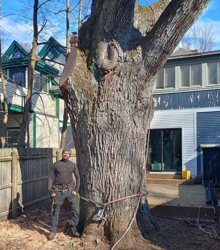 a person is cutting a tree with a chainsaw .