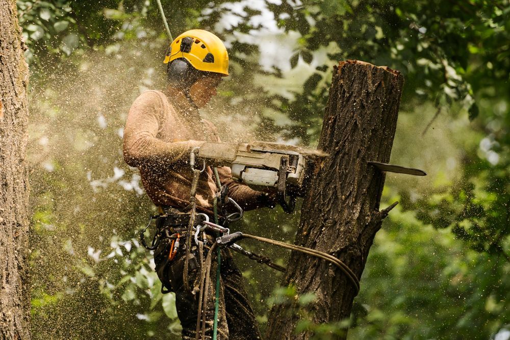 A man is cutting a tree with a chainsaw.