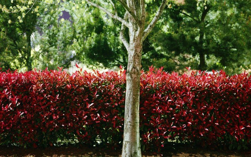 Albero in un giardino