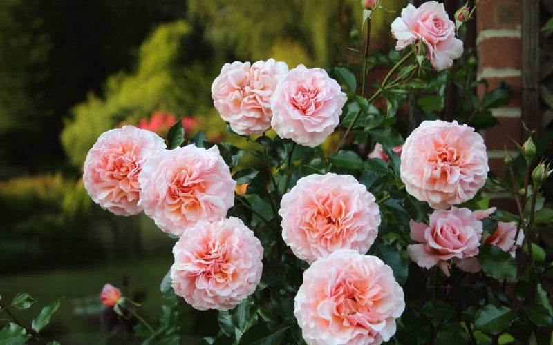 Giardino di rose