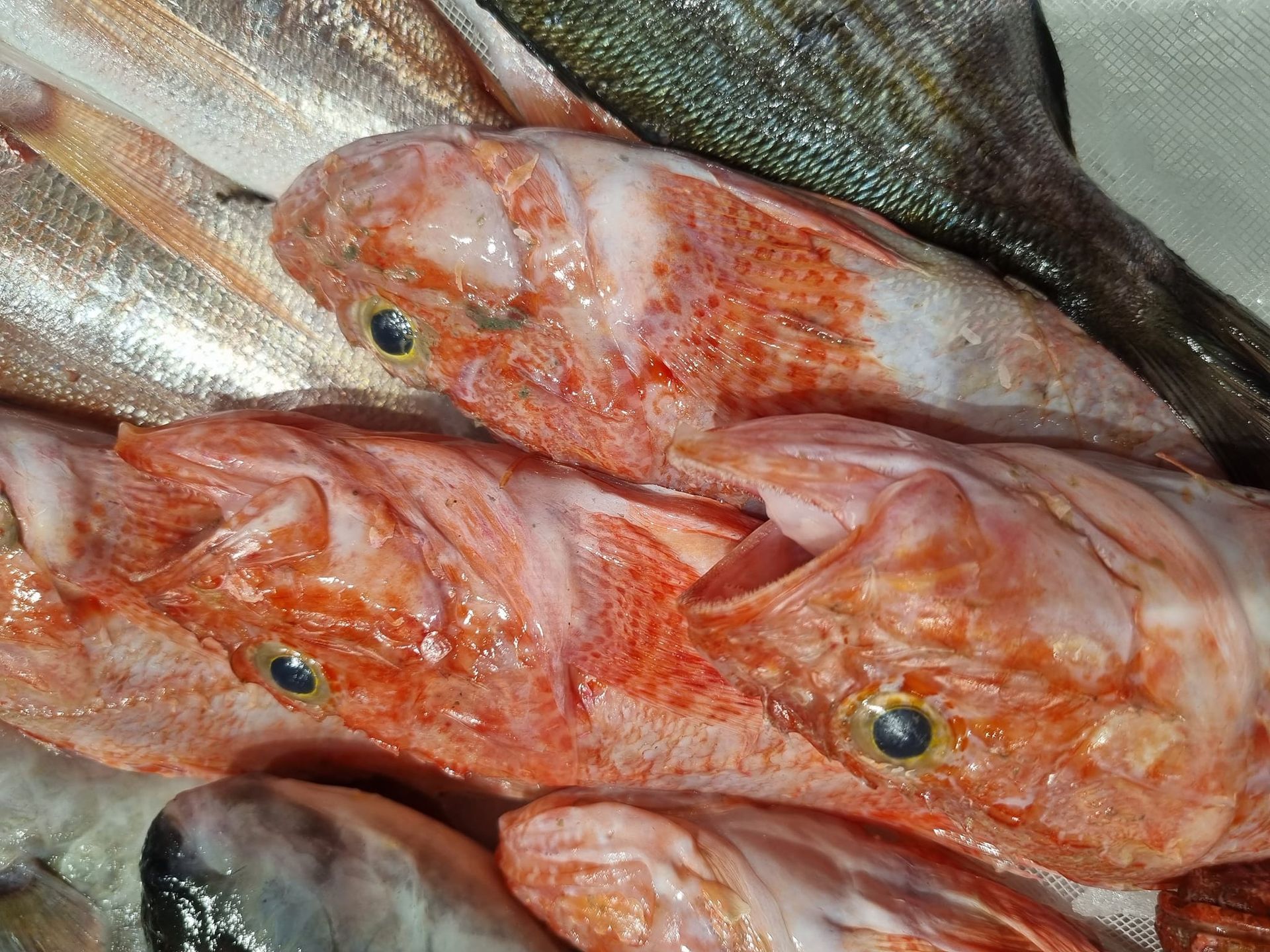 pesce fresco 9