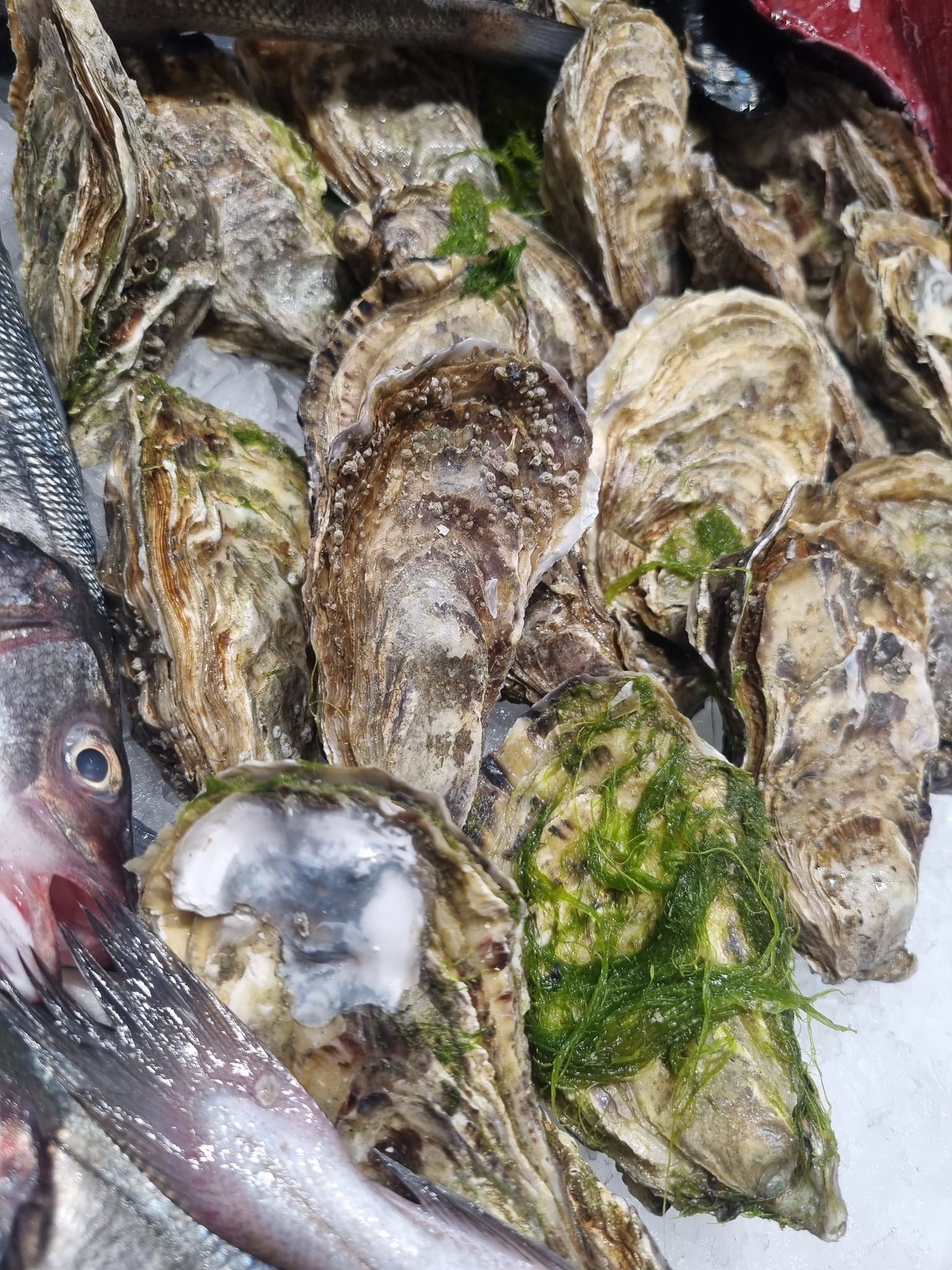 pesce fresco 6