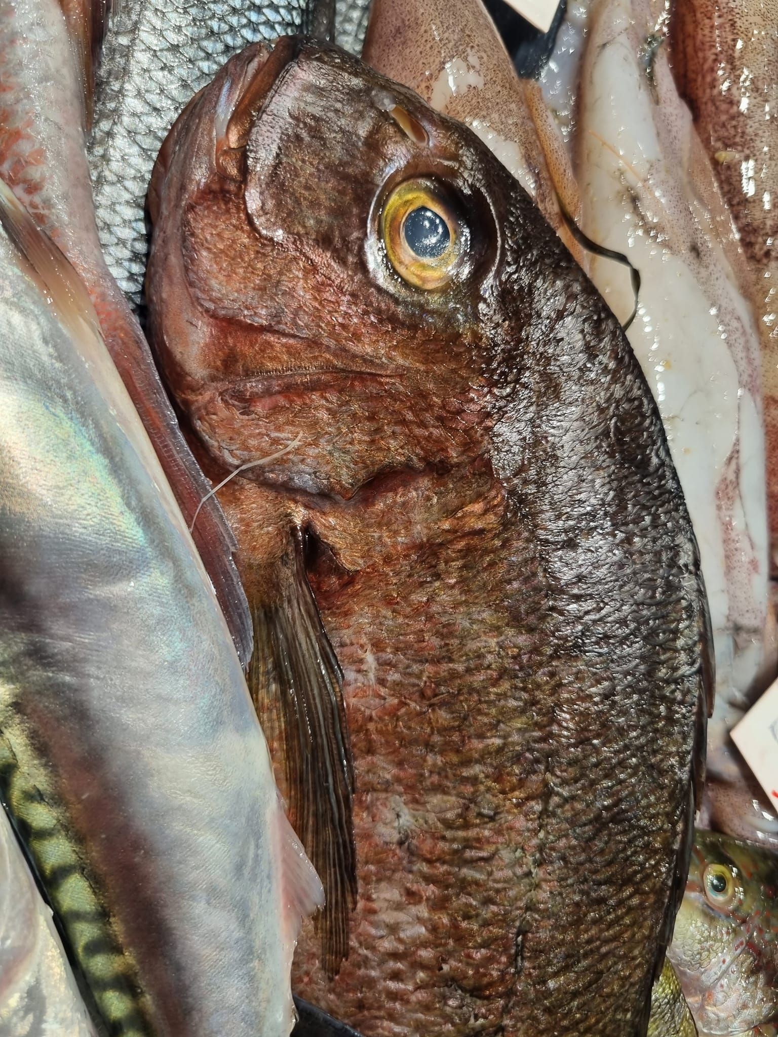 pesce fresco 12