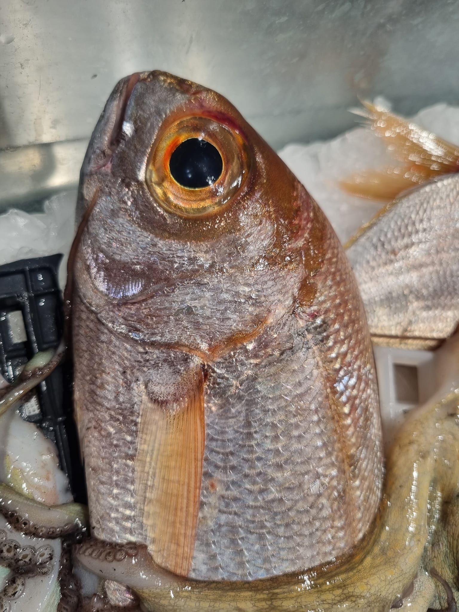 pesce fresco 3