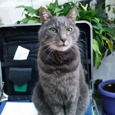 Eine graue Katze sitzt auf einem Aktenkoffer.