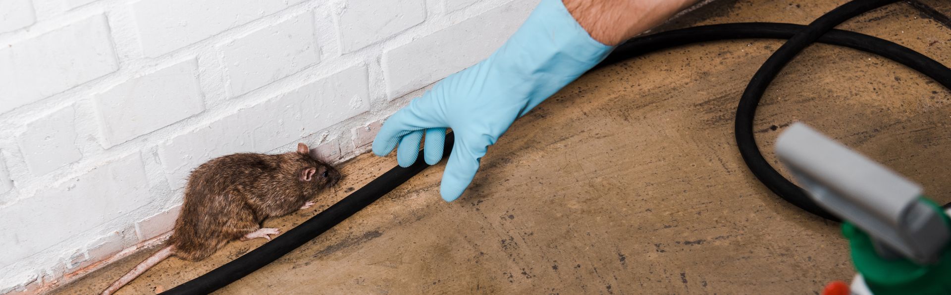 A person is holding a hose next to a mouse on the floor.