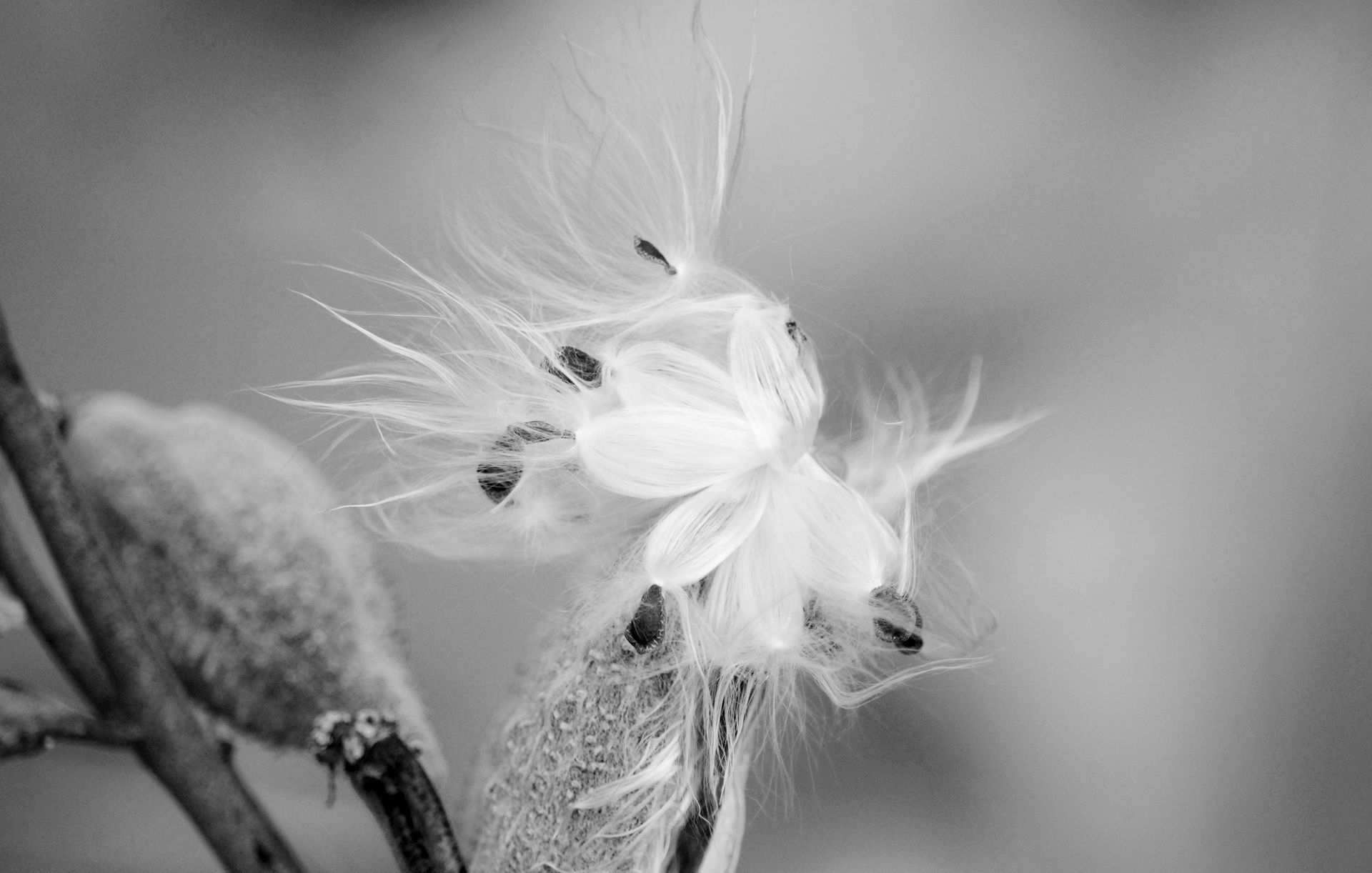 Milkweed pods, gathered by children during WWII, were used in life preservers.
