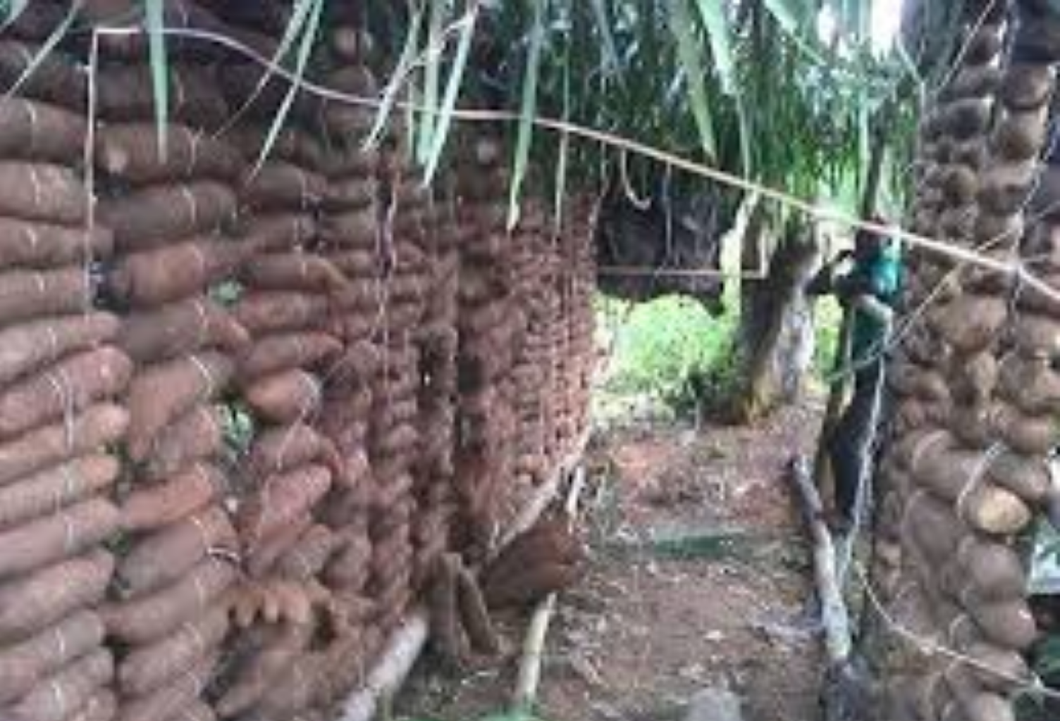 Yam Barn