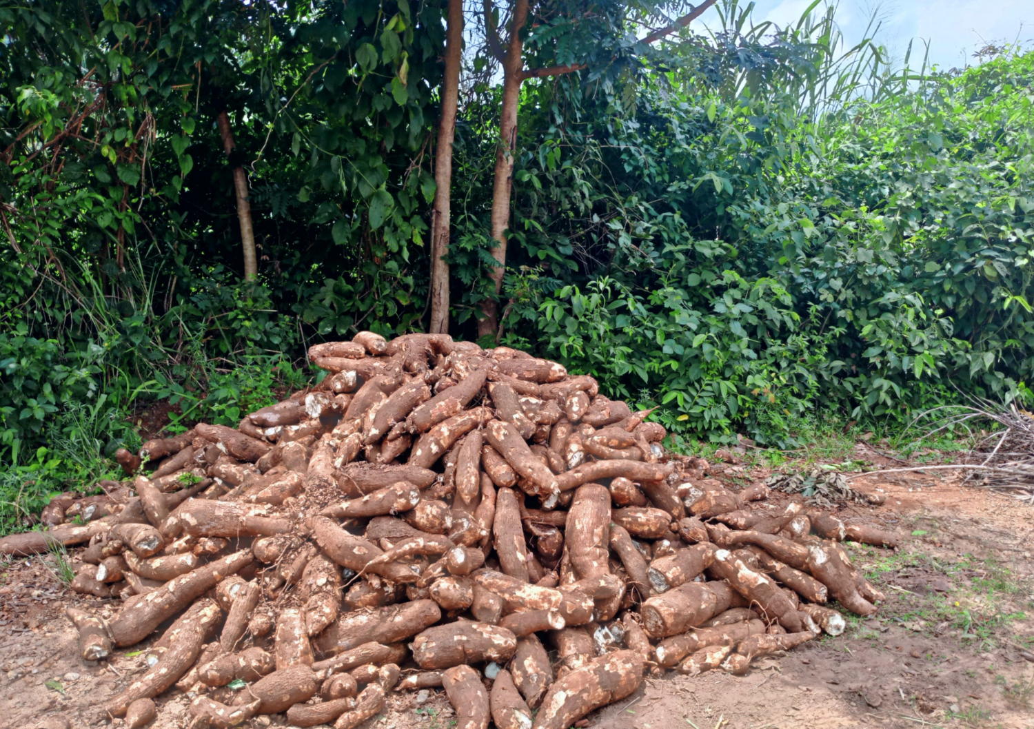 Harvested yam in a pile