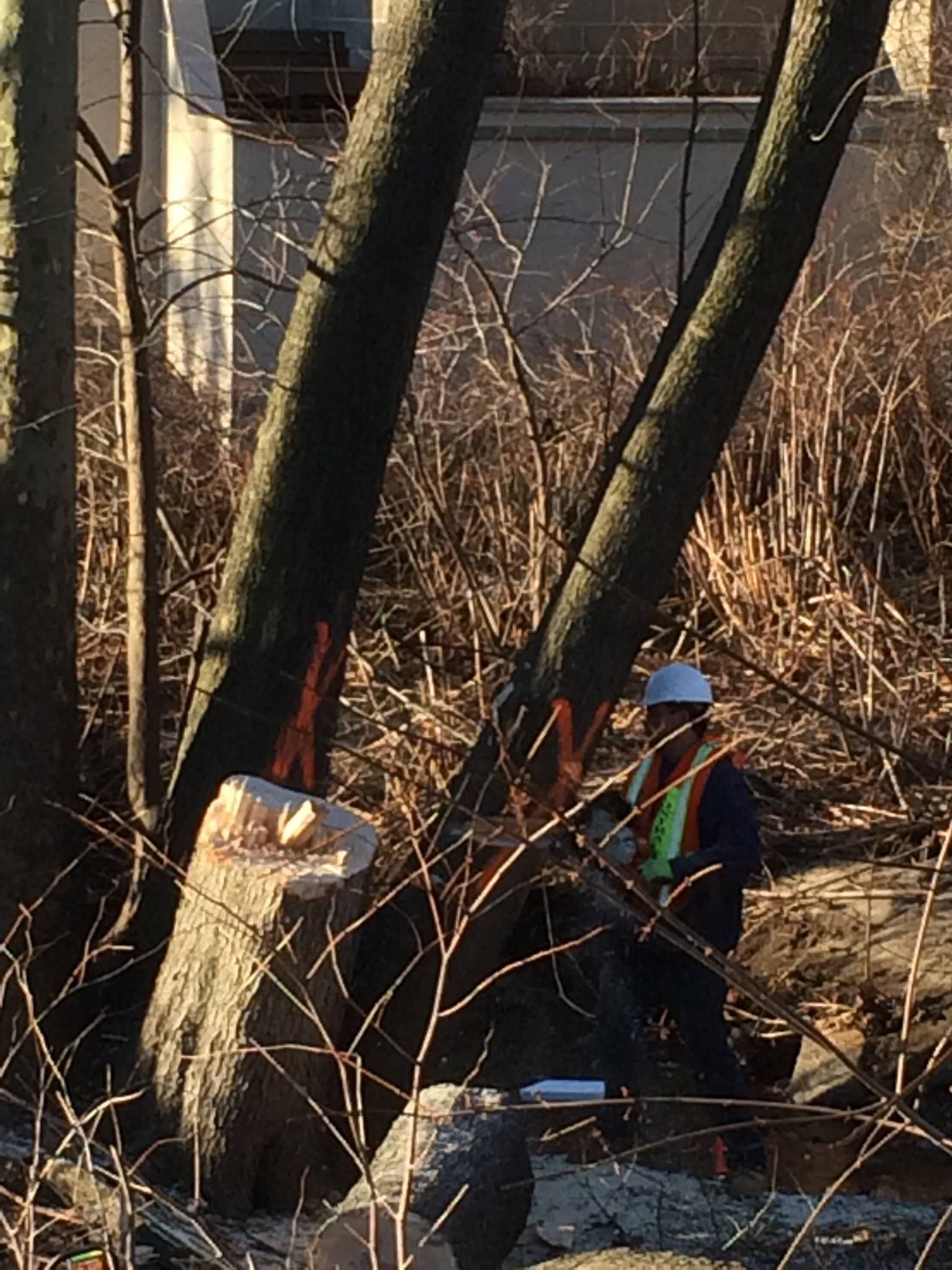 Person using a chainsaw to cut a tree. The person wears a hard hat and safety vest. Person using a chainsaw to cut a tree. The person wears a hard hat and safety vest.