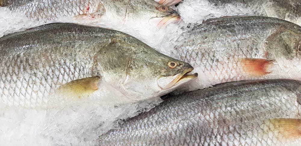 Snapper — Prime Meats NT in Coconut Grove, NT