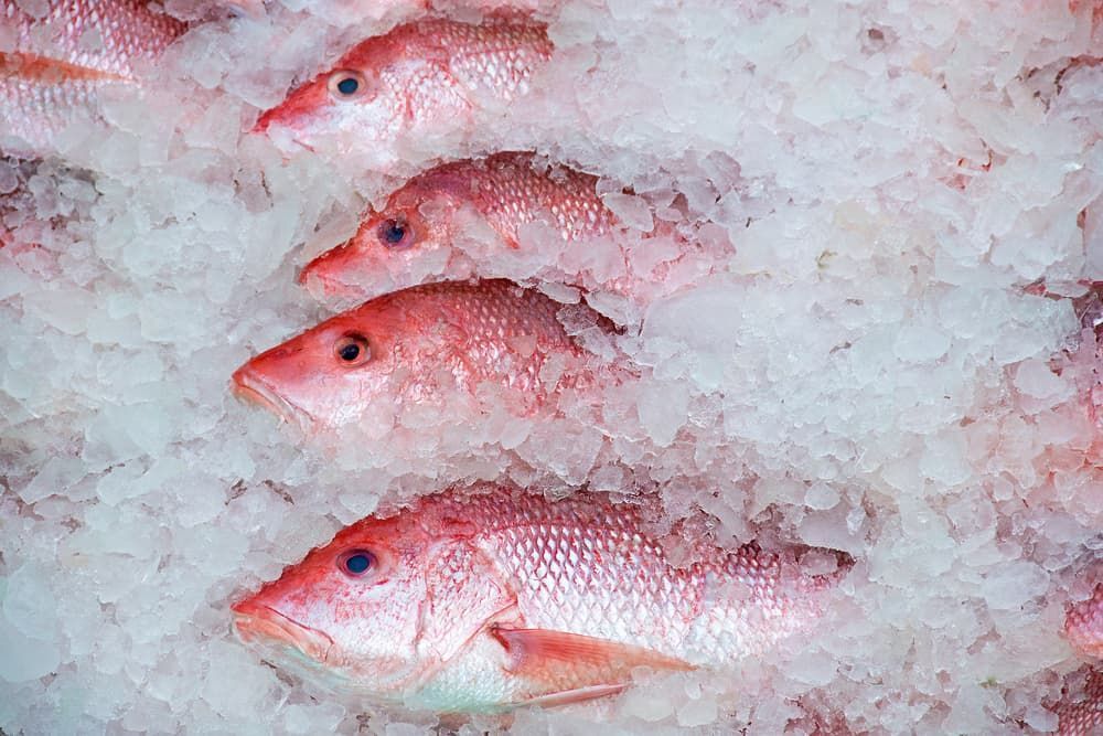 Snapper — Prime Meats NT in Coconut Grove, NT