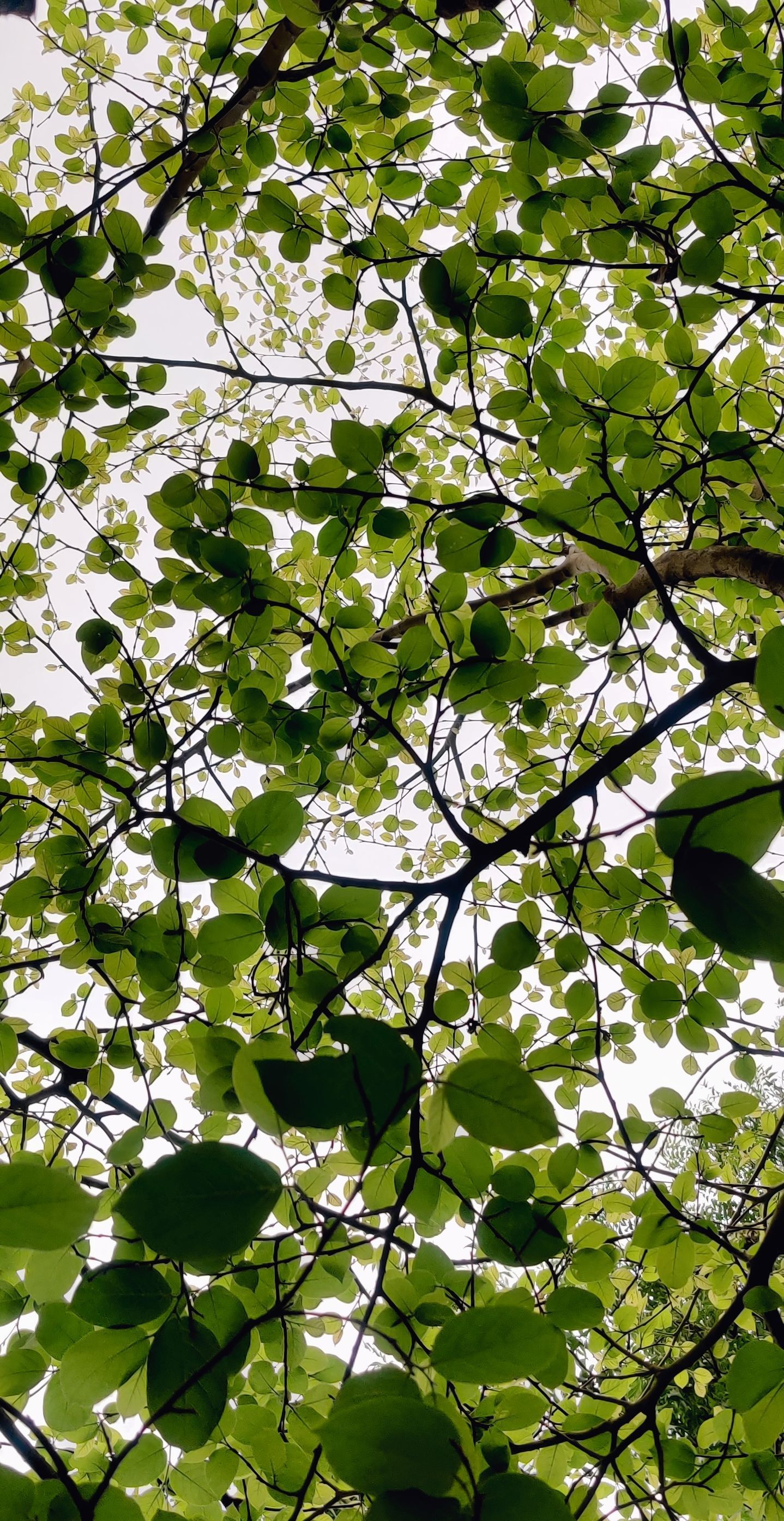 Looking up through green leaves and branches against a bright, overcast sky