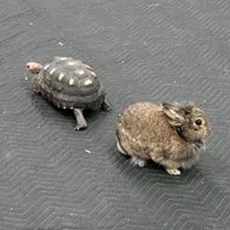 AWCC Atkinson Women's Civic Club