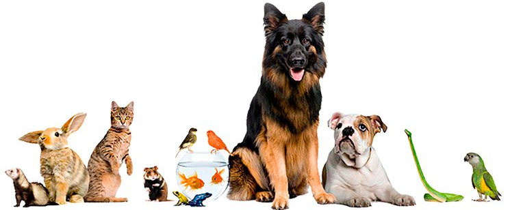 veterinaria san marcos