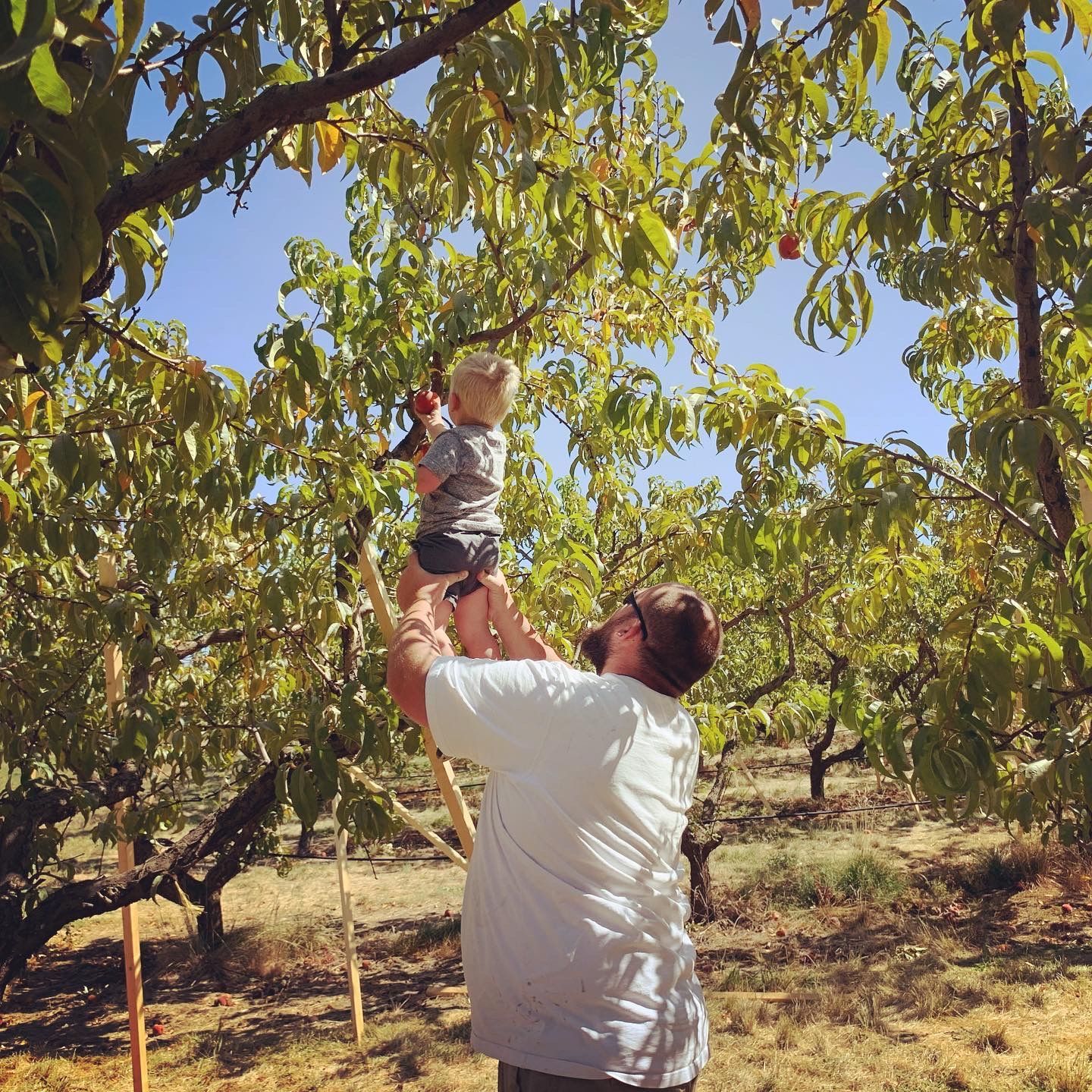 Man lifting a child in a sunlit orchard among leafy trees