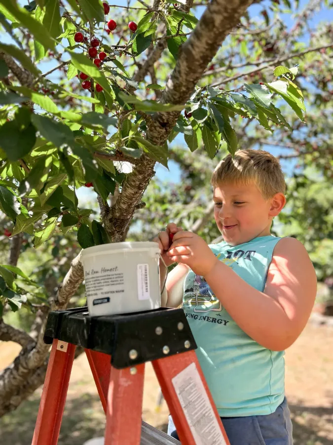 Child on a red step ladder working with a white bucket in a leafy tree outdoors