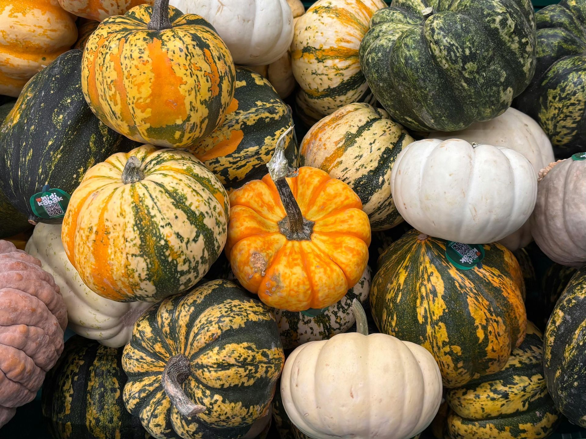 Assorted colorful gourds and pumpkins piled together, with striped green, orange, and white varieties