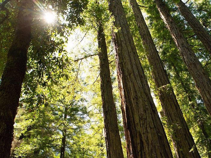 Soda Springs Redwoods- Sonoma County Picnic Spots