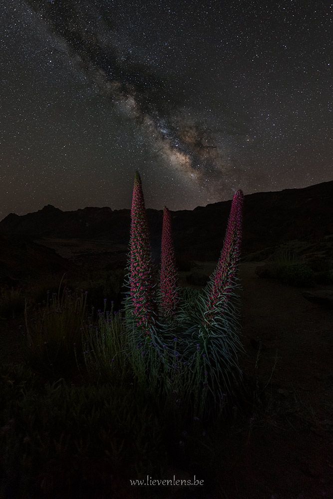 Speciale bloem tenerife