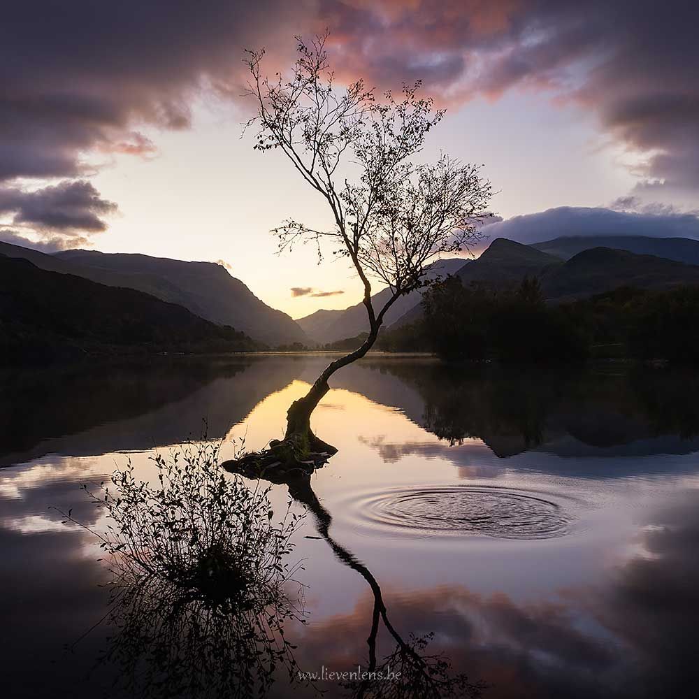 Eenzame boom wales