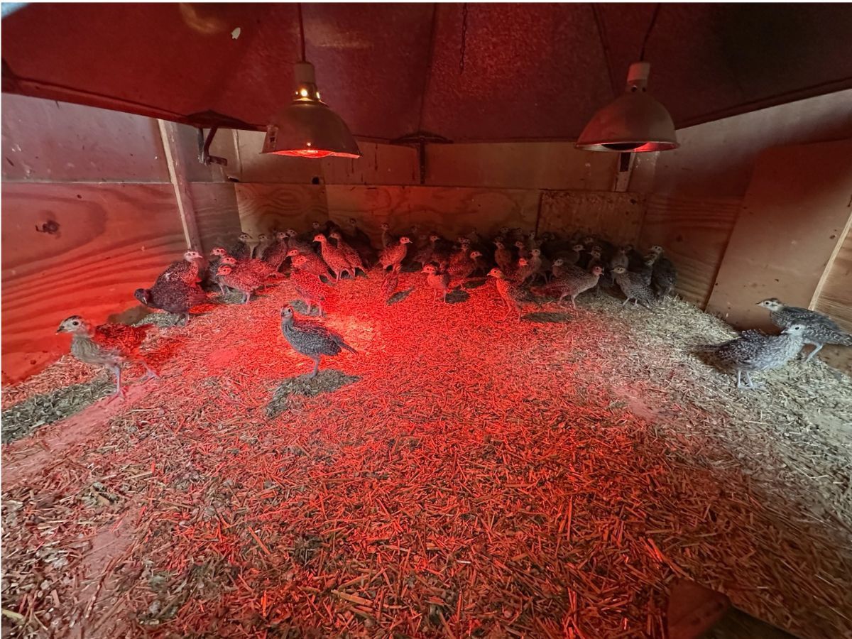 Chickens under red heat lamps in a crowded brooder pen with bedding
