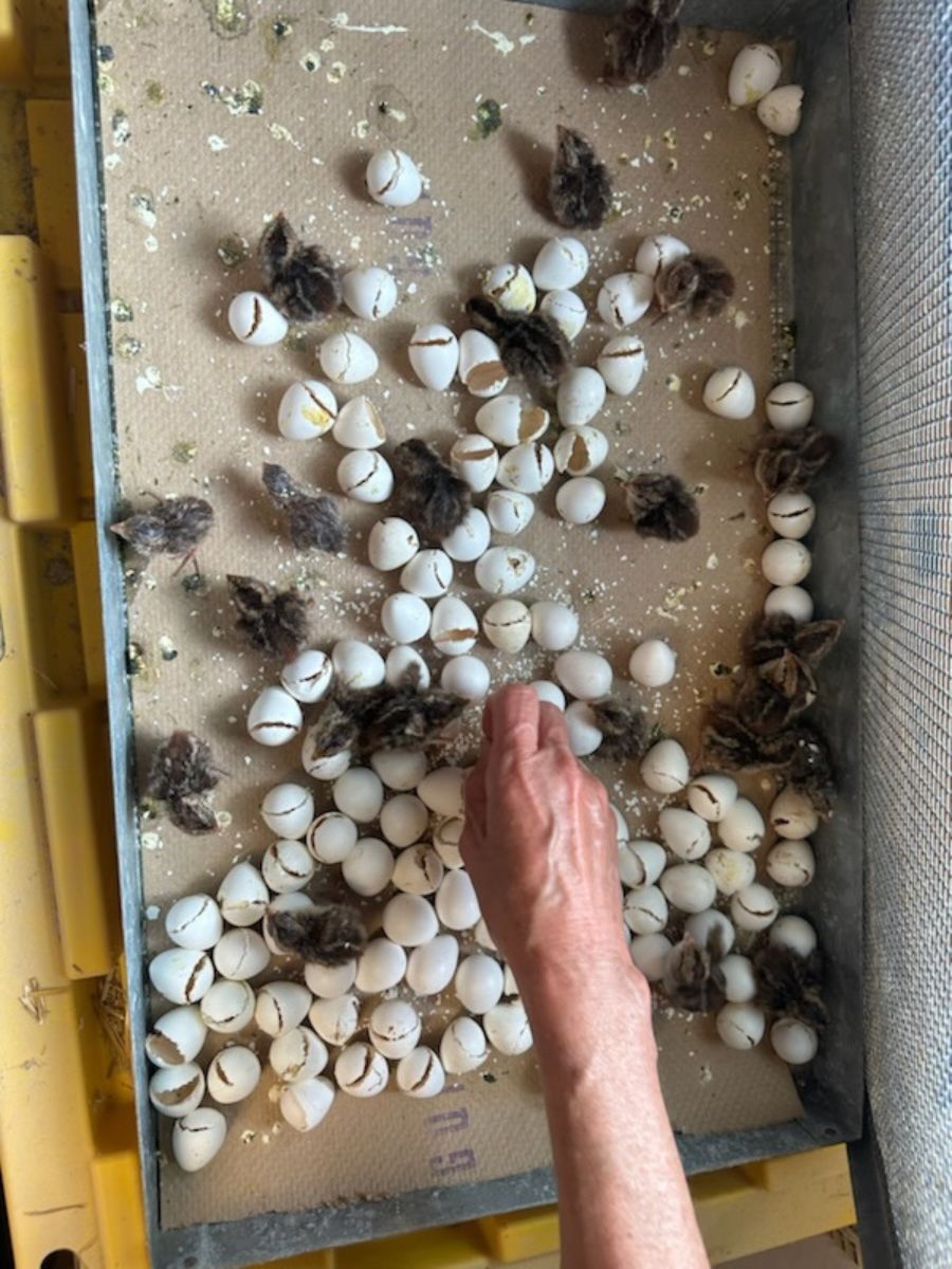 Hand reaching into a tray filled with white golf balls and a few brown, fuzzy objects