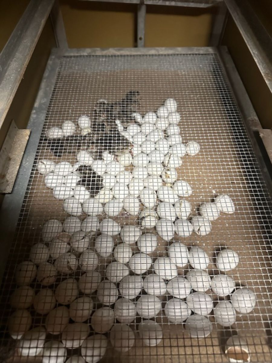 White eggs piled behind a wire mesh in a wooden crate