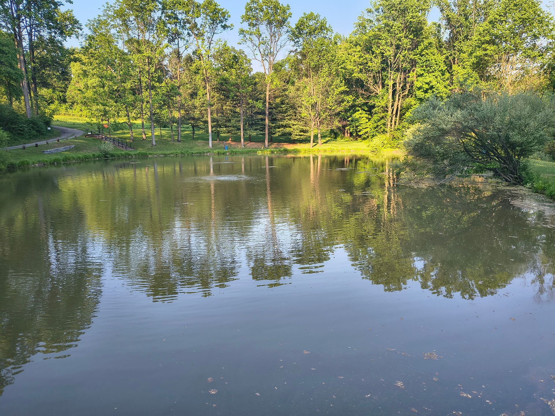 Calm pond reflecting green trees and blue sky on a sunny day