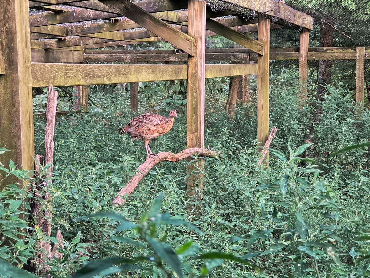 cushion-peak-project-bird