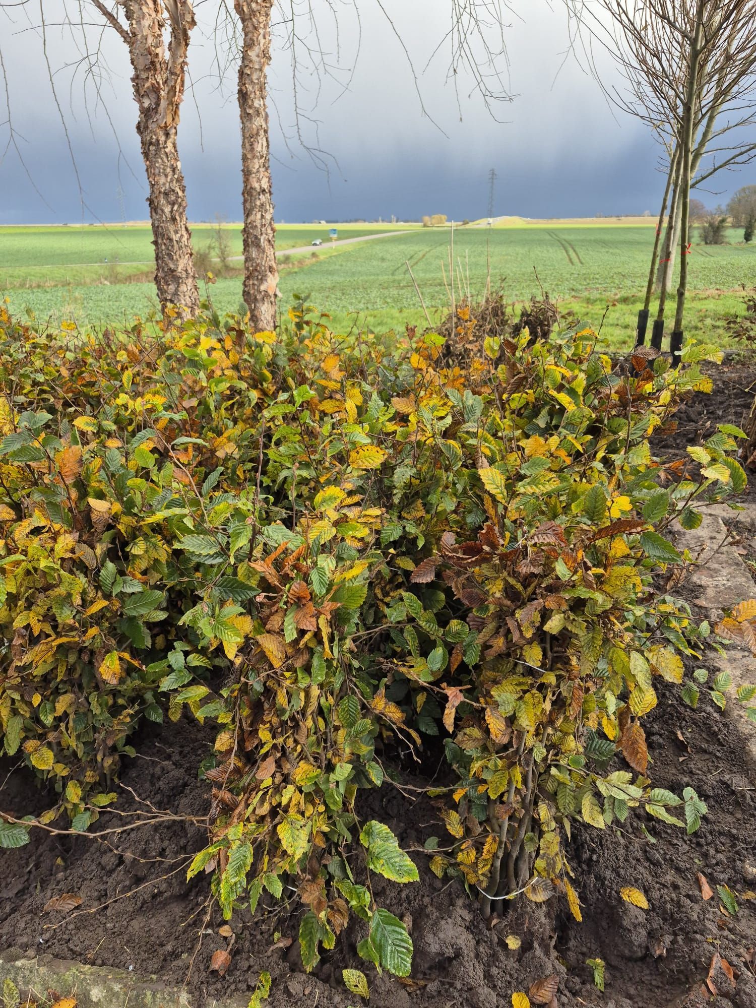 Des arbustes jaunis dans un champ avec des bouleaux et un ciel orageux en arrière-plan