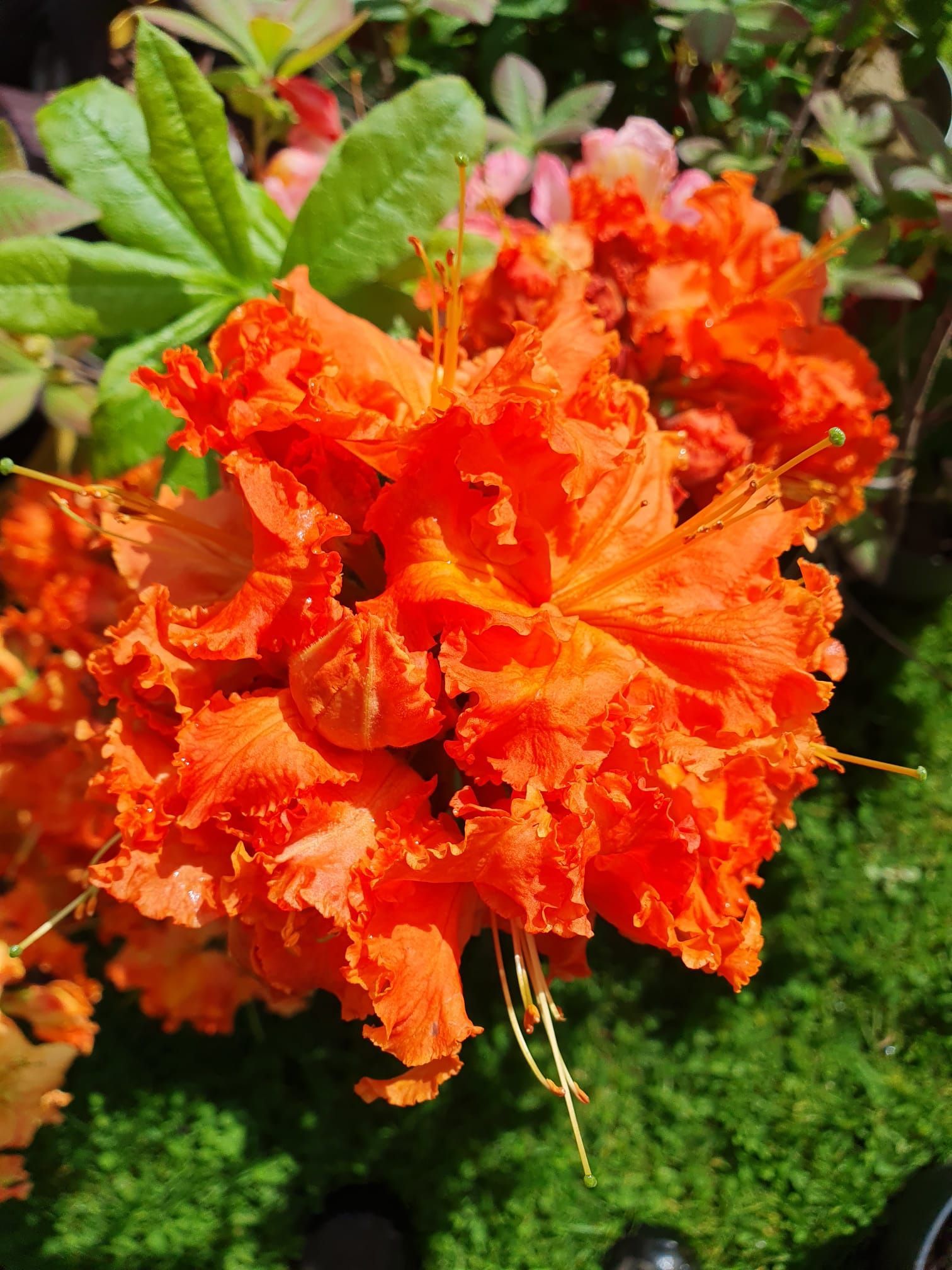 Une fleur orange-rouge vif, aux pétales frisés, s'épanouit au soleil sur un fond de feuillage vert.