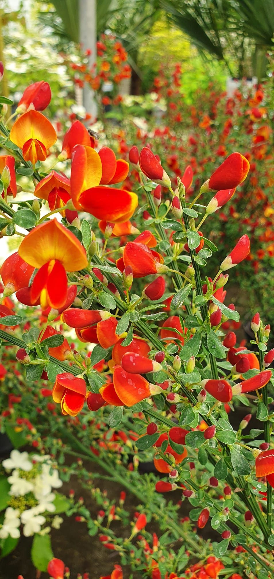 Des fleurs rouges et oranges s'épanouissent en abondance dans un jardin verdoyant et luxuriant.