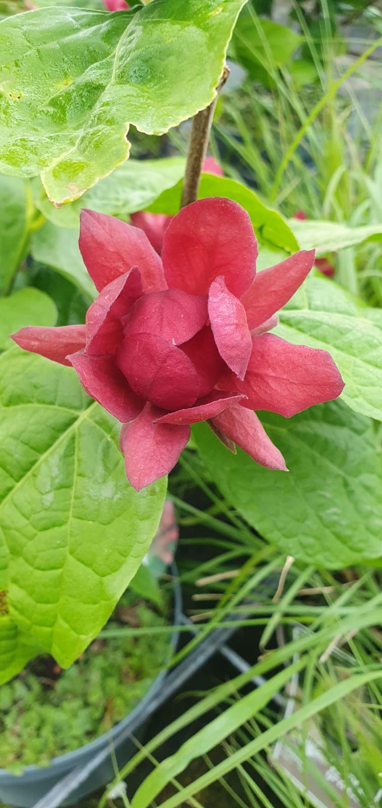Bouton de fleur rouge avec des feuilles vertes et de l'herbe en arrière-plan