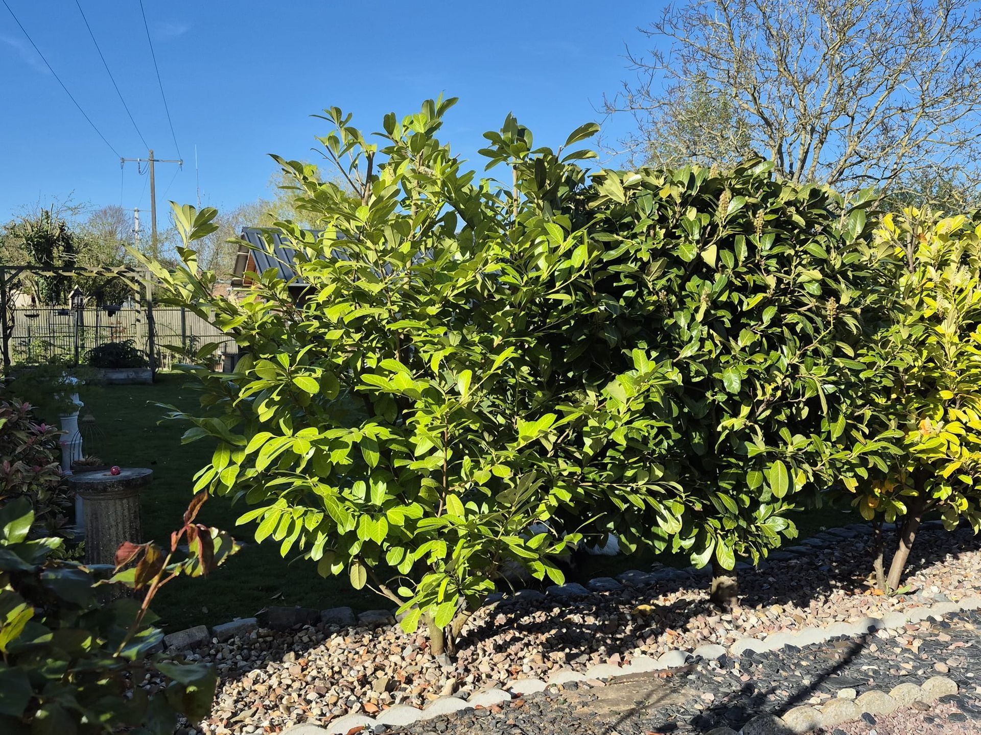 Des arbustes verts dans un jardin ensoleillé avec du gravier, une clôture et un ciel bleu.
