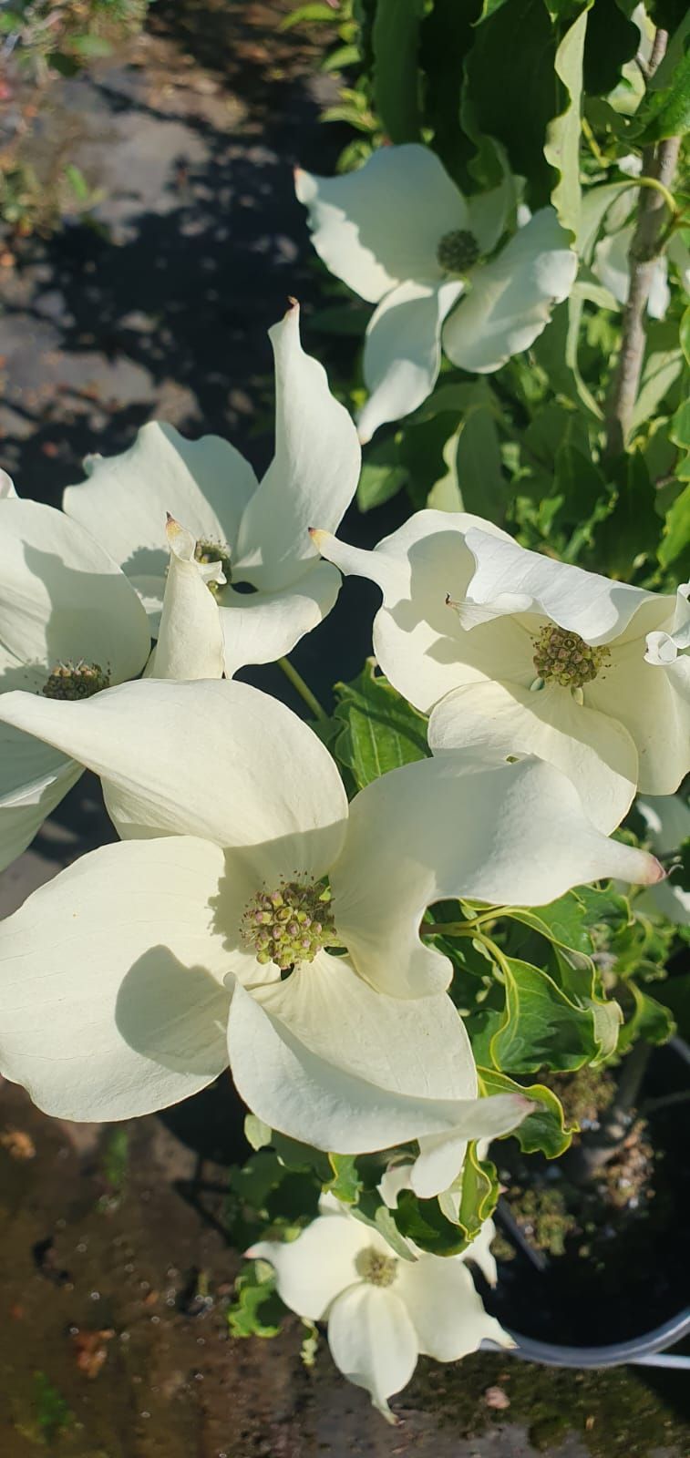 Des fleurs blanches s'épanouissent sur une plante verte à l'extérieur, dans un jardin.