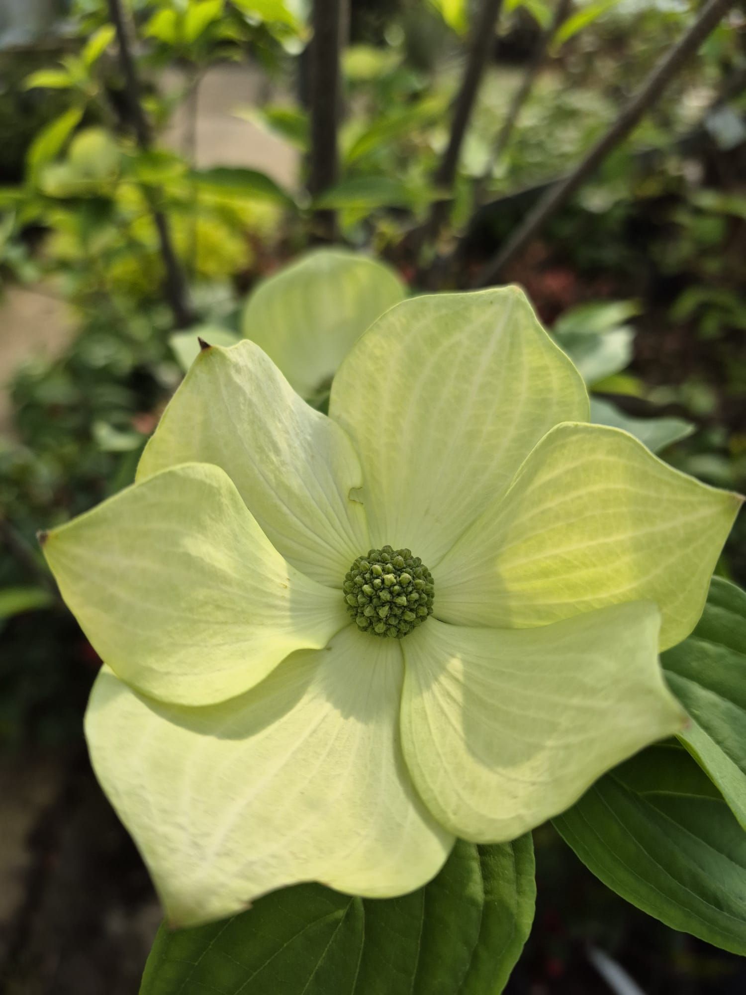 Fleur de cornouiller jaune pâle en pleine floraison sur fond de feuilles vertes et de jardin flou.