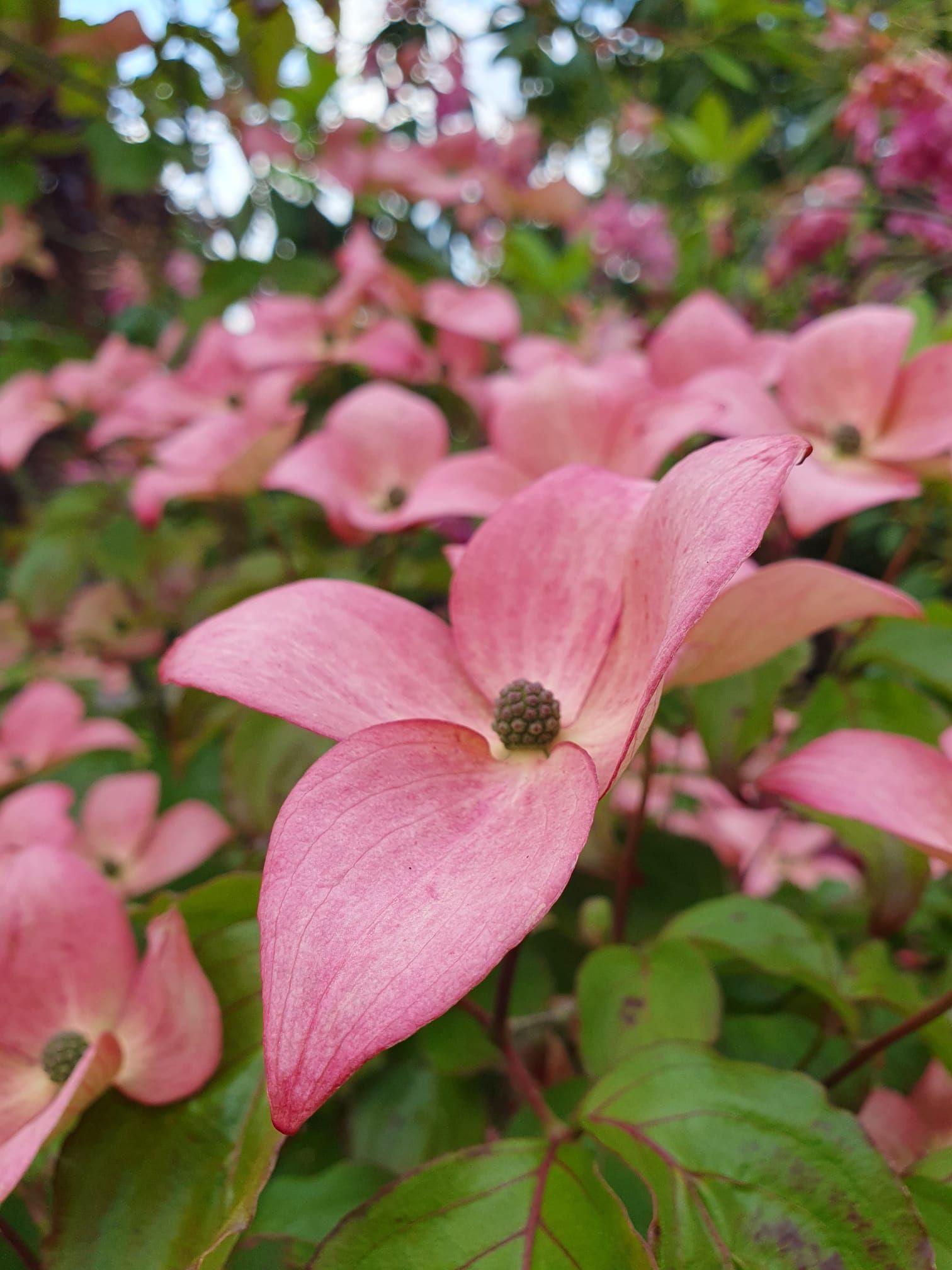 Fleurs de cornouiller rose avec des feuilles vertes dans une vue de jardin