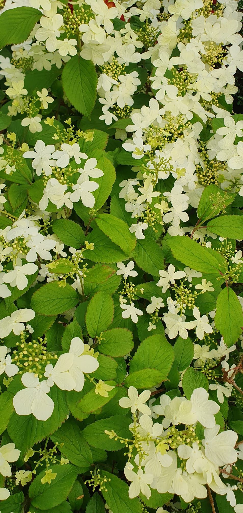 Des fleurs blanches et des feuilles vertes recouvrent densément un arbuste de jardin