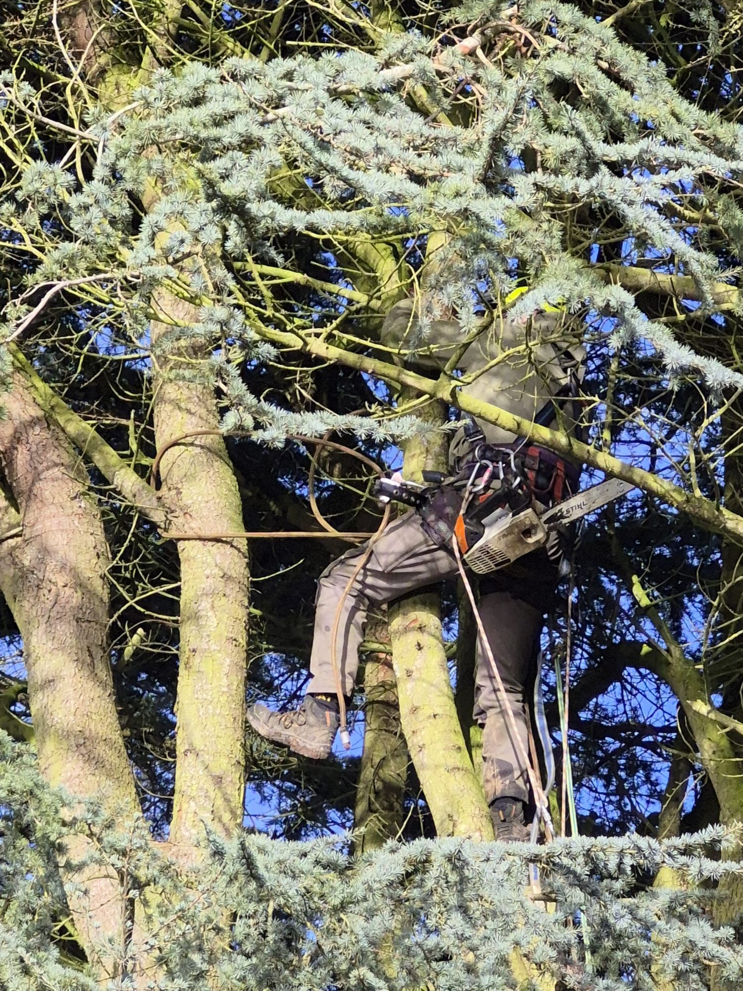 Un chien noir perché parmi les branches d'un arbre, partiellement caché par un dense feuillage vert et le ciel bleu.