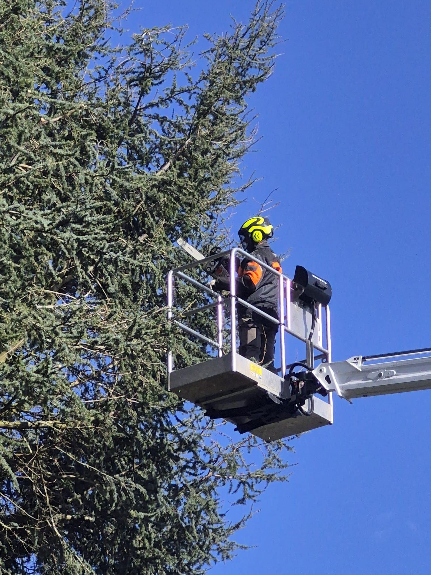Un ouvrier, dans une nacelle élévatrice, élague un arbre sur fond de ciel bleu dégagé.
