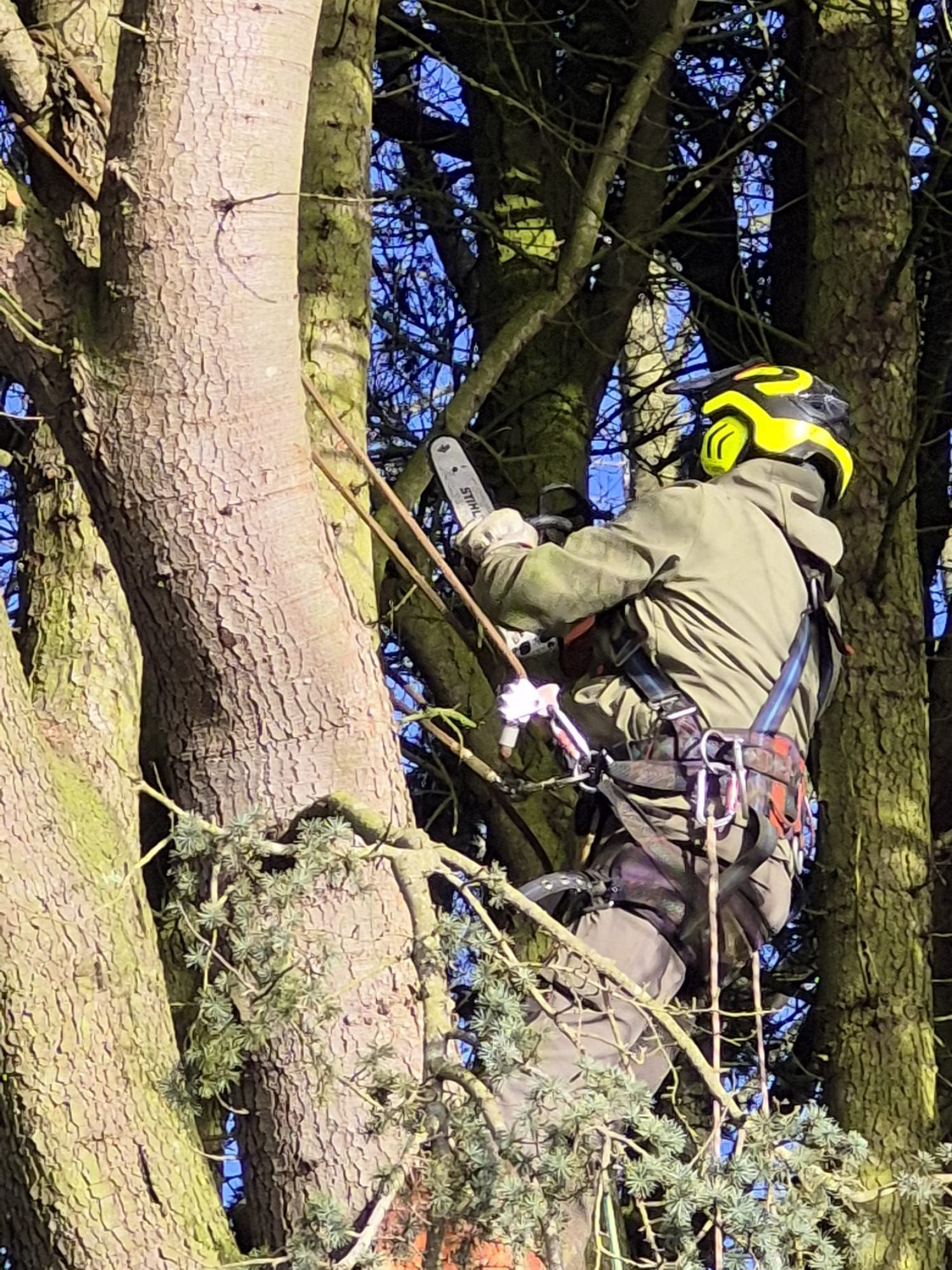 Arboriste portant un casque jaune grimpant à un arbre à l'aide de cordes et d'un harnais, travaillant sur des branches dans une zone boisée